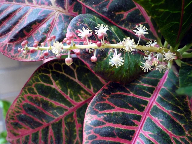 garden croton