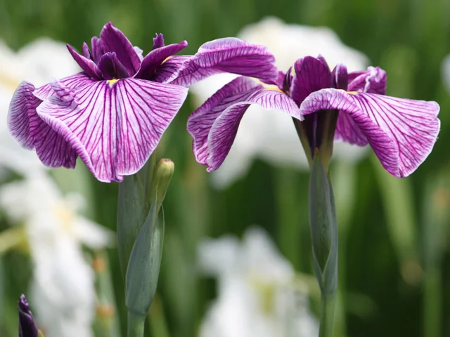 花菖蒲 ’葵上'
