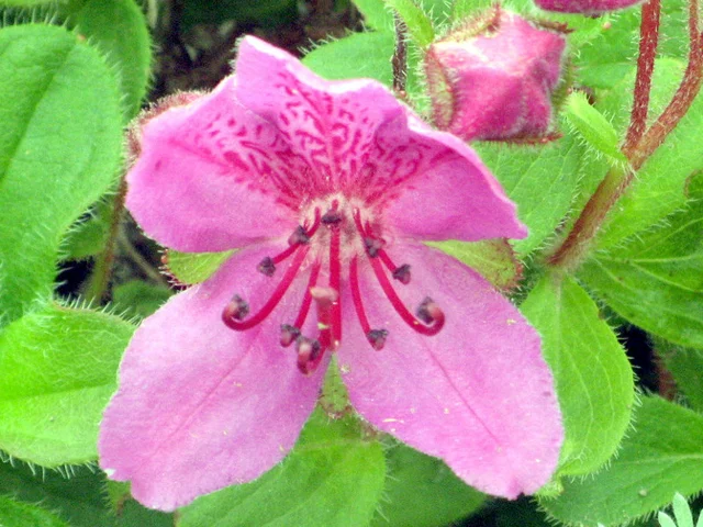 Therorhodion camtschaticum