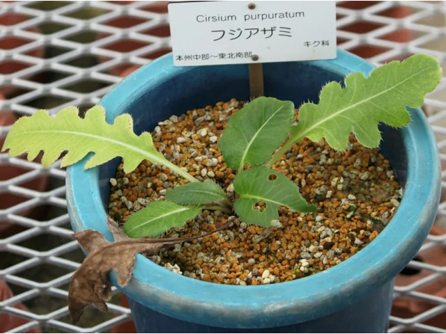 翼蓟
