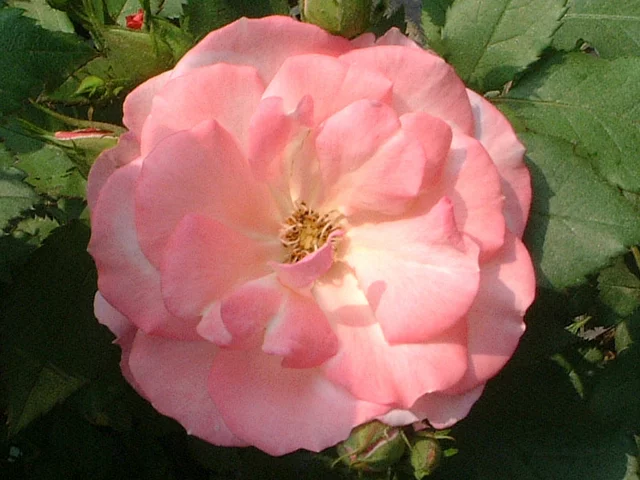 Rose 'Sakuragasumi' 