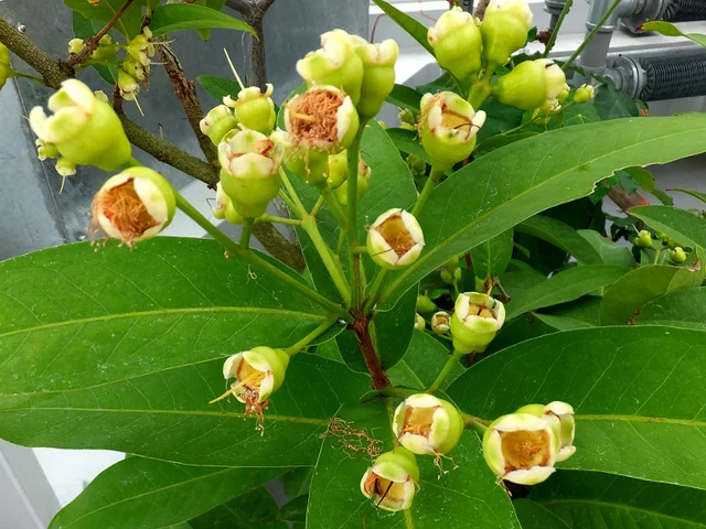 Wax apple