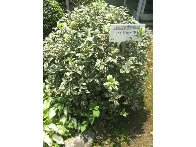 Fillichiraghi (variegated Holly)