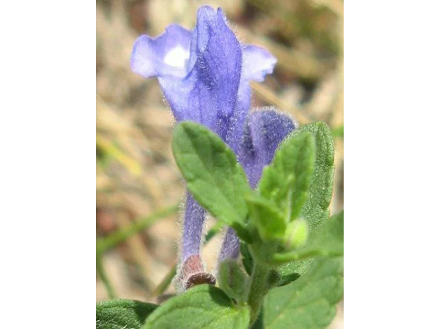 Scutellaria strigillosa
