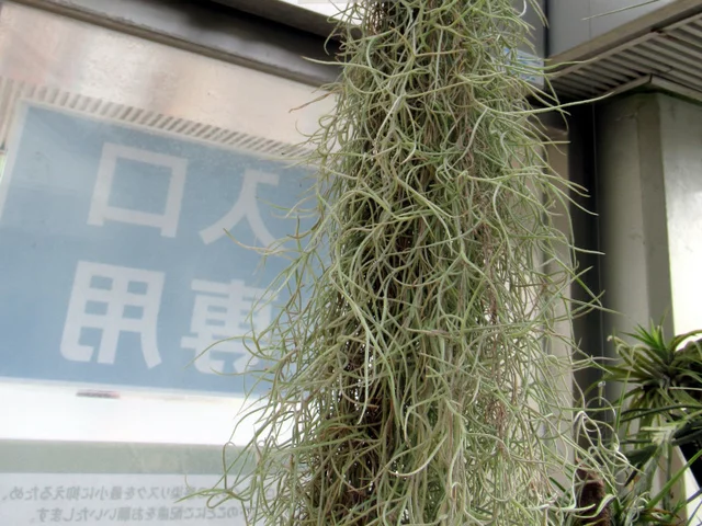 亚历克斯铁兰全缘亚种