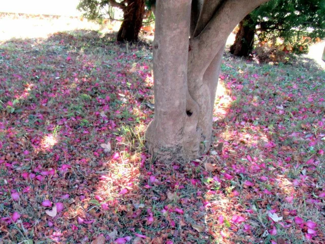 C. sasanqua 'Kanjirou'