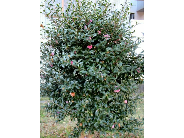 山茶花 '乙女サザンカ'