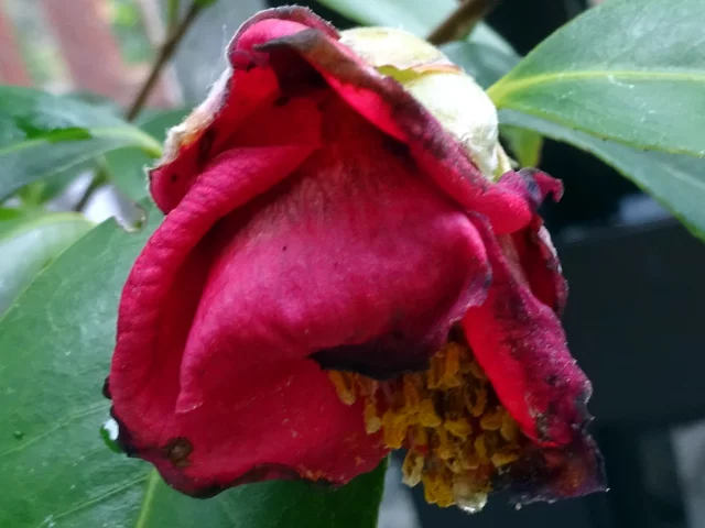 Camellia Murasaki-no-iori