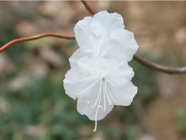 迎紅杜