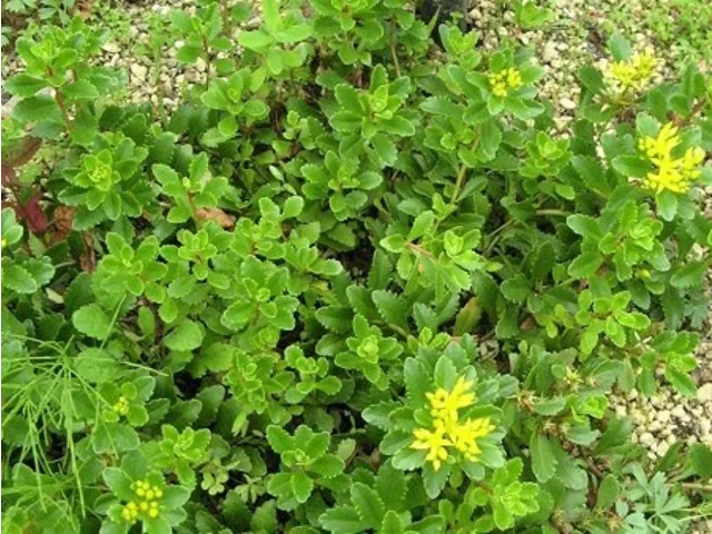 Sedum kamtschaticm
