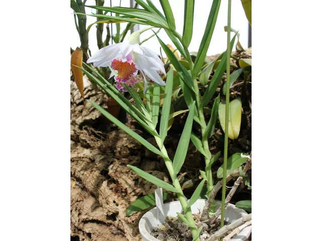 Thunia alba
