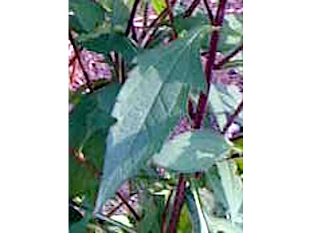 三裂叶金光菊