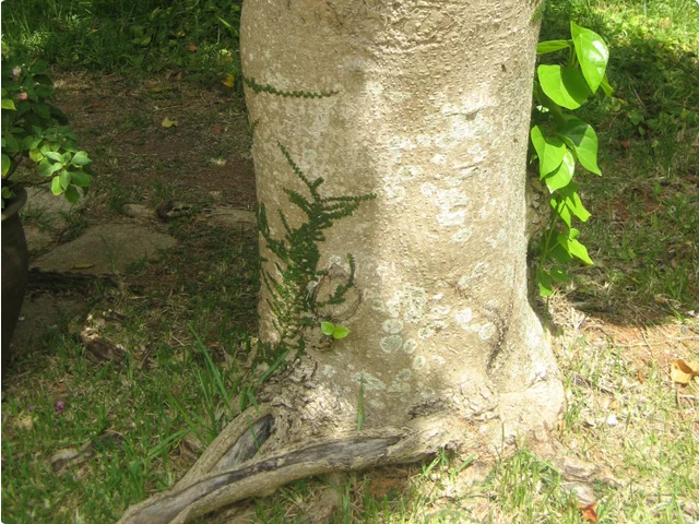 莲叶桐