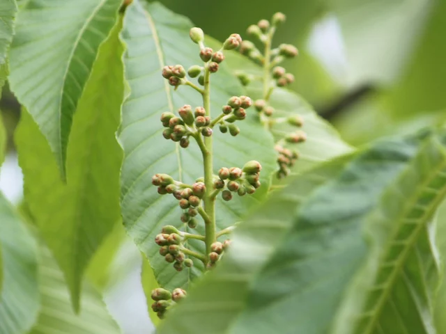 Aesculus turbinata