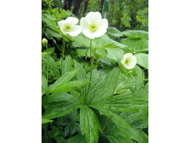 Anemone dichotom