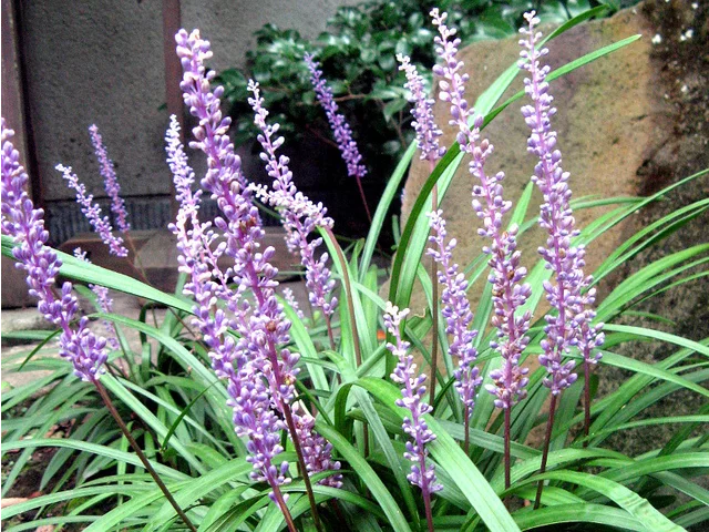 Liriope muscari