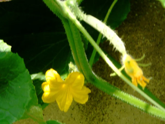 Cucumber