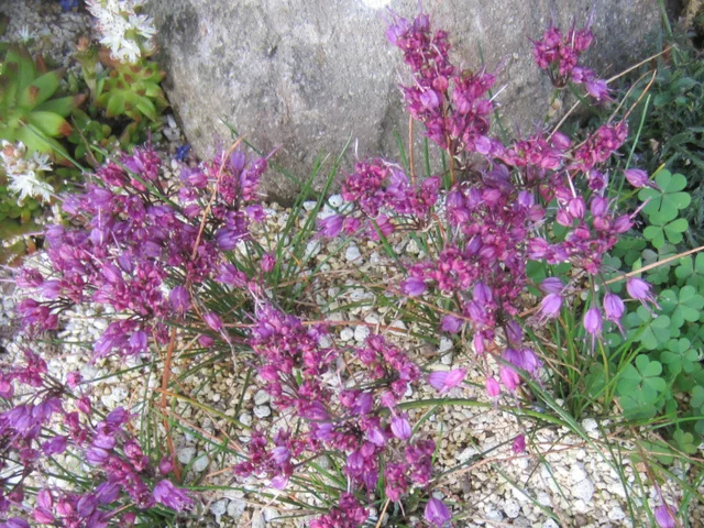 Allium kiiense