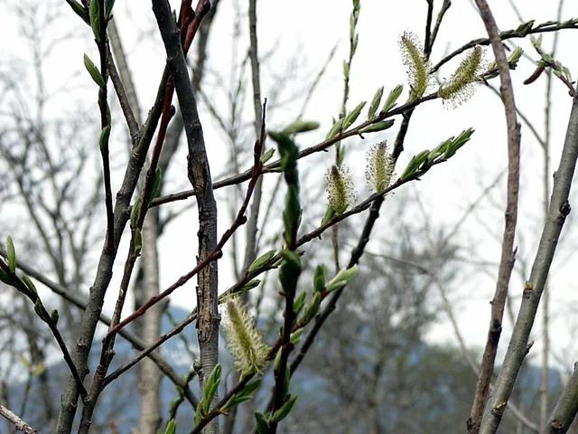Pussy willow
