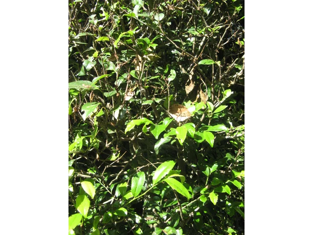 ネズミモチ