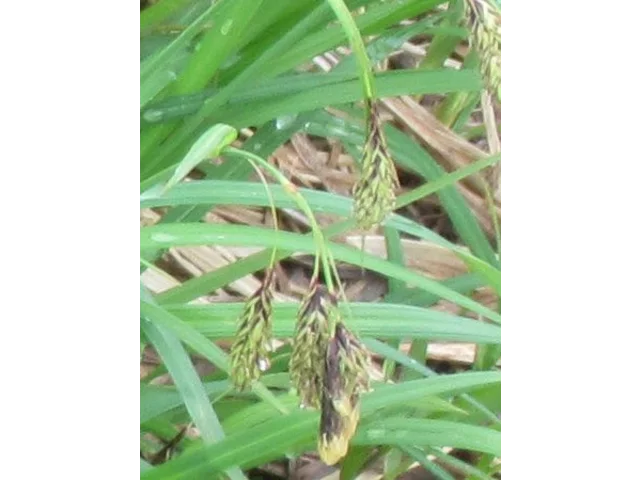 深山薹草