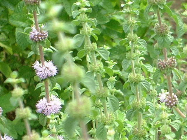 Pennyroyal