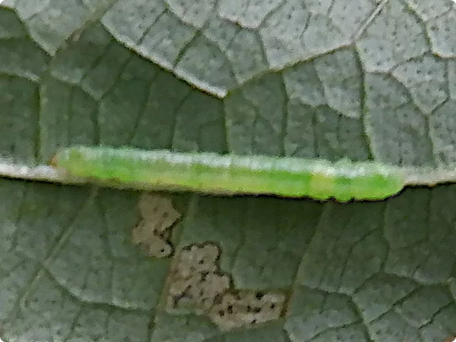 Perilla crispa