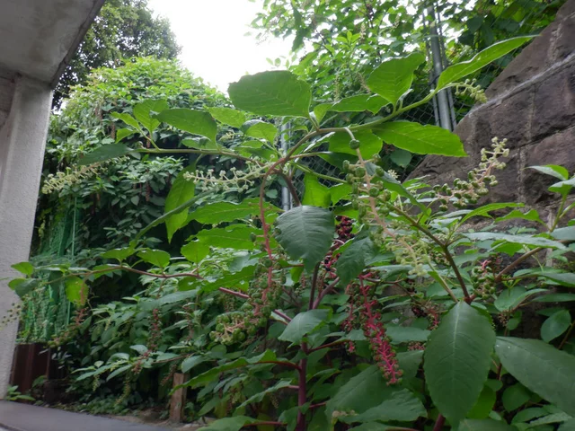 垂序商陆