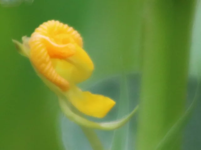 花生