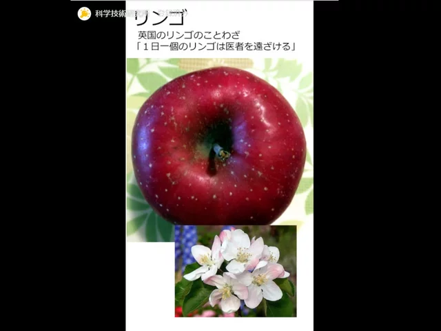 リンゴ