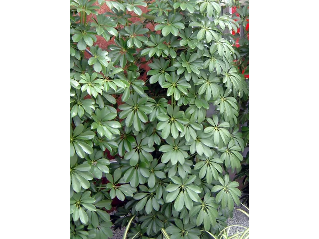 Schefflera