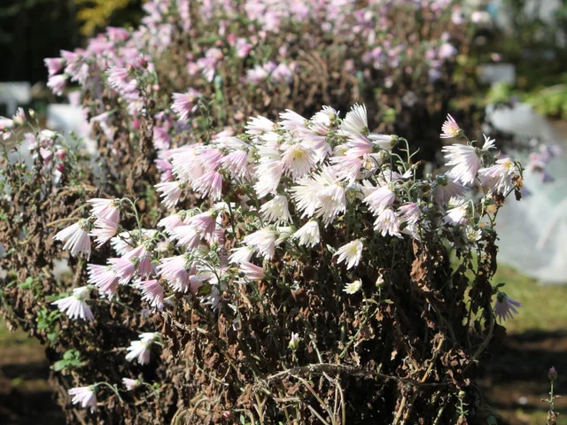 Chrysanthemum 'Enmeiraku'