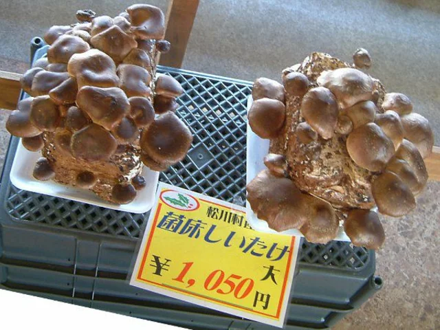 香菇 Lentinula edodes