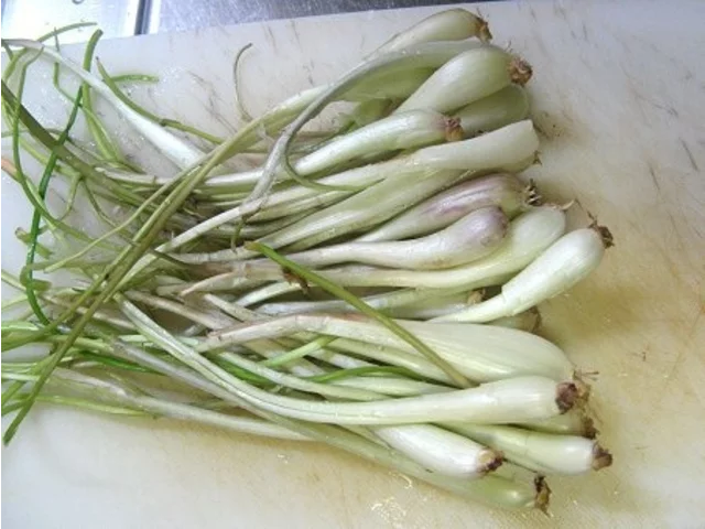 Okinawa shallot