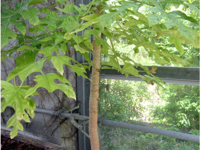 Trevesia palmata