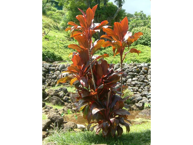 朱蕉 '重衬'