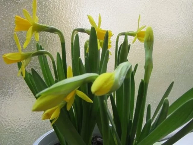 Narcissus