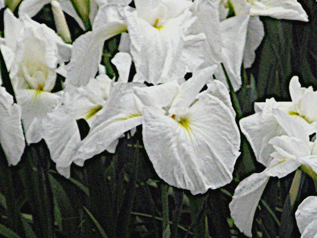 花菖蒲 '鶴的毛衣’