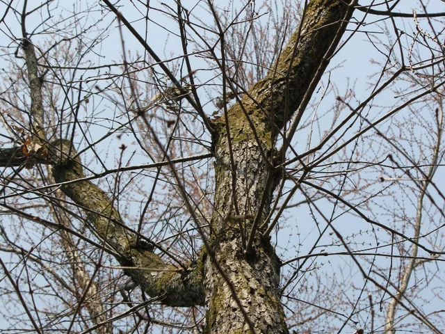 Oriental white oak