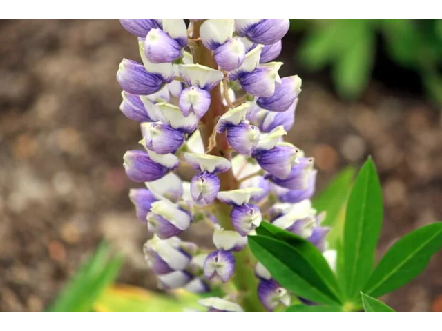 Lupinus polyphyllus