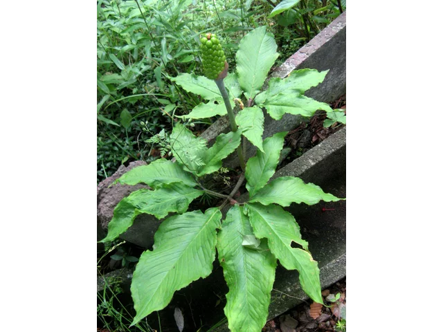 Jack in the pulpit
