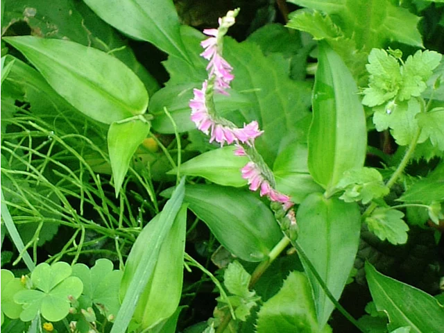 Spiranthes sinensis