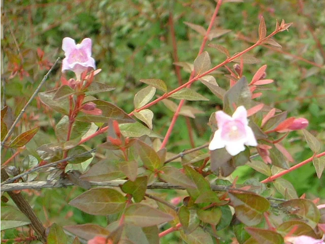 粉花六道木