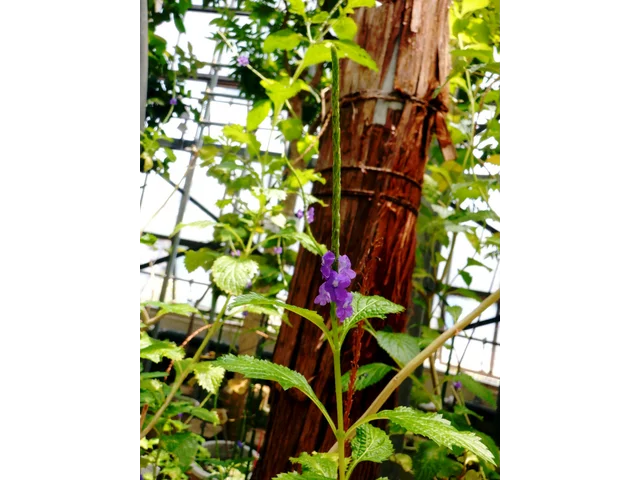 Cayenne vervain