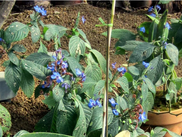 喜花草