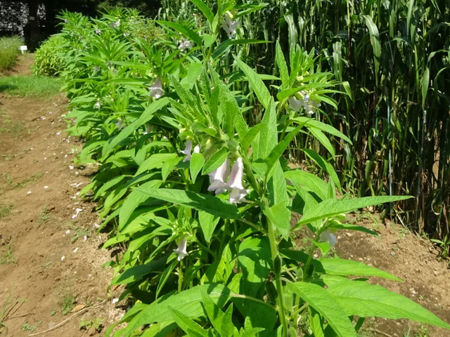 芝麻
