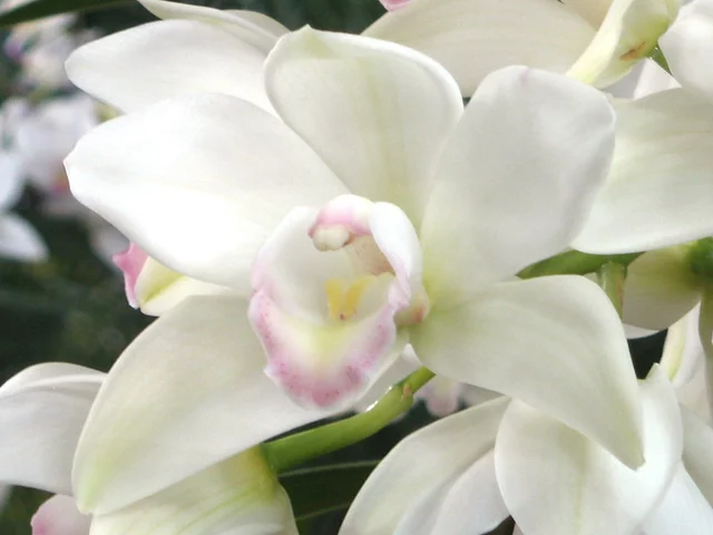 Cym.'Sweet Melody'