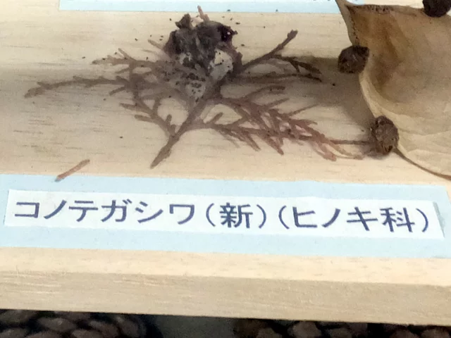 侧柏