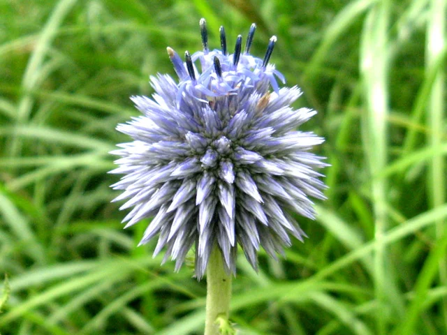 Echinops setifer