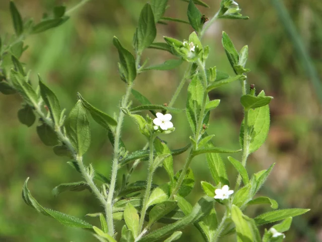 Lithospermum erythrorhizon